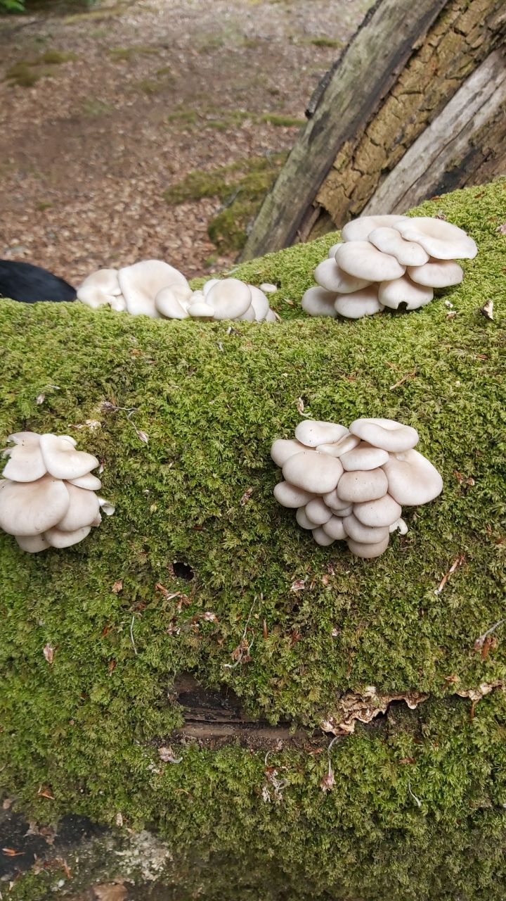 Fungi Walk - Mushroom Forage with Mayan
