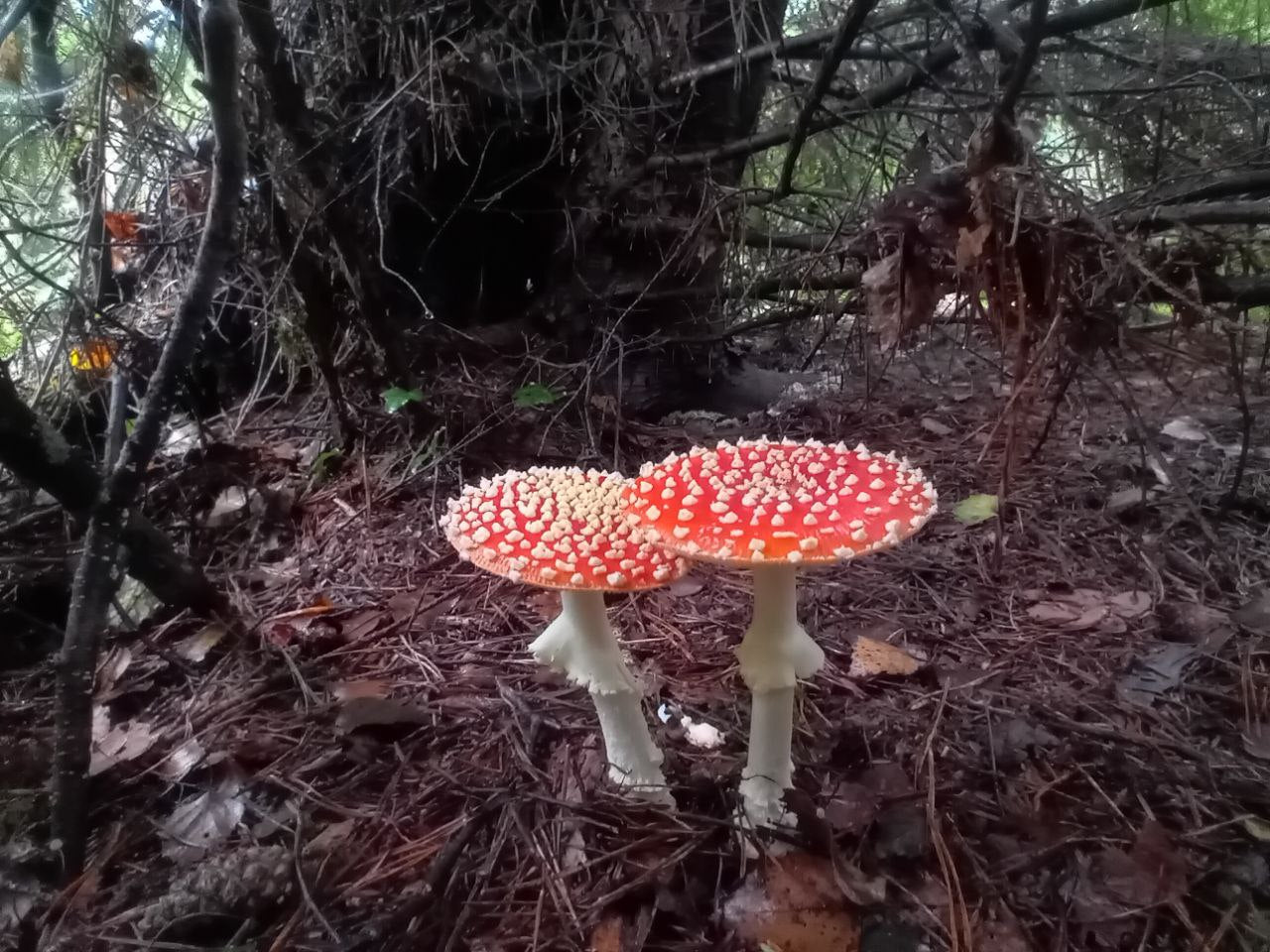 Fungi Walk - Mushroom Forage with Mayan