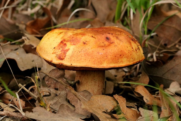 Fungi Walk - Mushroom Forage with Mayan