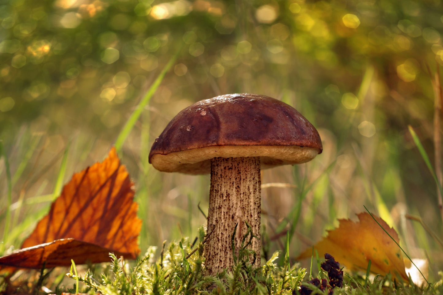 Fungi Walk - Mushroom Forage with Mayan