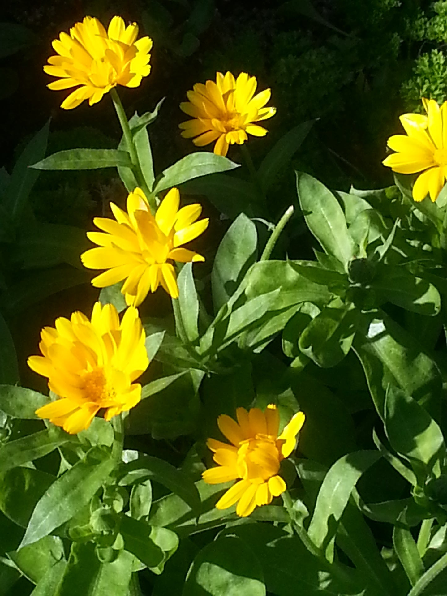 Calendula Gold Skin Healing Ointment