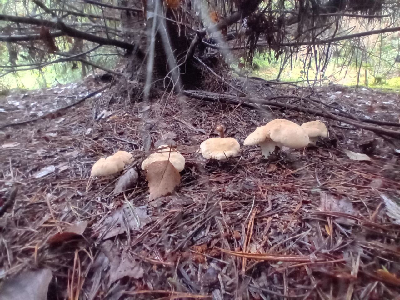 Fungi Walk - Mushroom Forage with Mayan