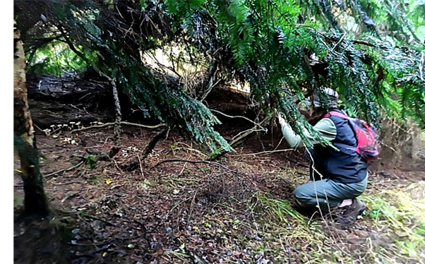 Fungi Walk - Mushroom Forage with Mayan