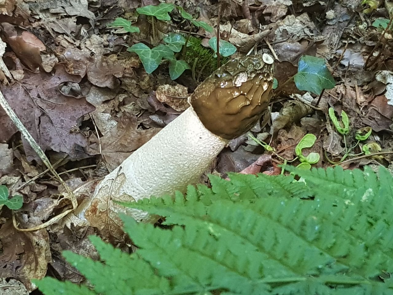 Fungi Walk - Mushroom Forage with Mayan