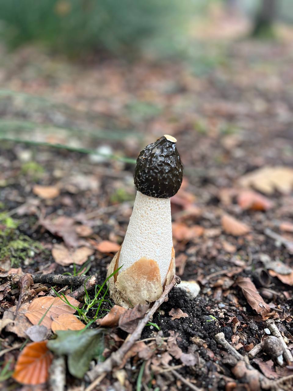 Fungi Walk - Mushroom Forage with Mayan