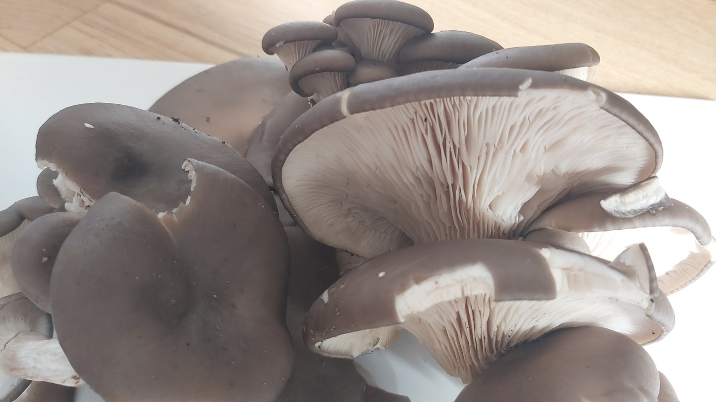 Fungi Walk - Mushroom Forage with Mayan