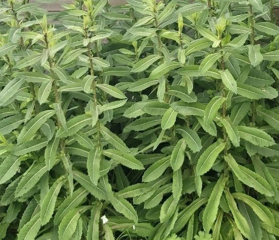 MBW Wild Lettuce Herbal Tincture